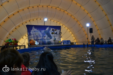 Дельфинарий, или С какого возраста детей можно водить на спектакли и представления
