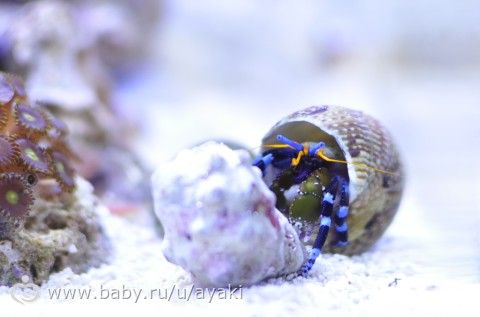 Мой маленький риф, кусочек моря дома!