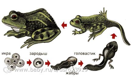 Наше ТЗ &quot;Лягушка&quot; с раздачей материала (2г10м)