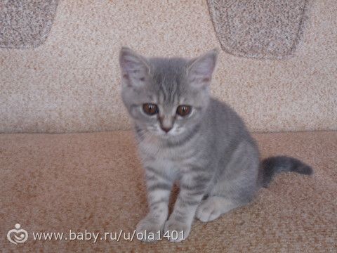 Стерилизация кошки