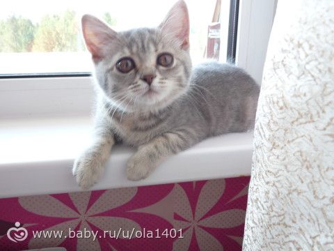 Стерилизация кошки