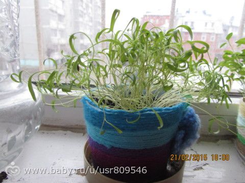 Мой огород)))